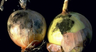 Metody boje proti chorobám a škůdcům cibule a opatření k jejich prevenci